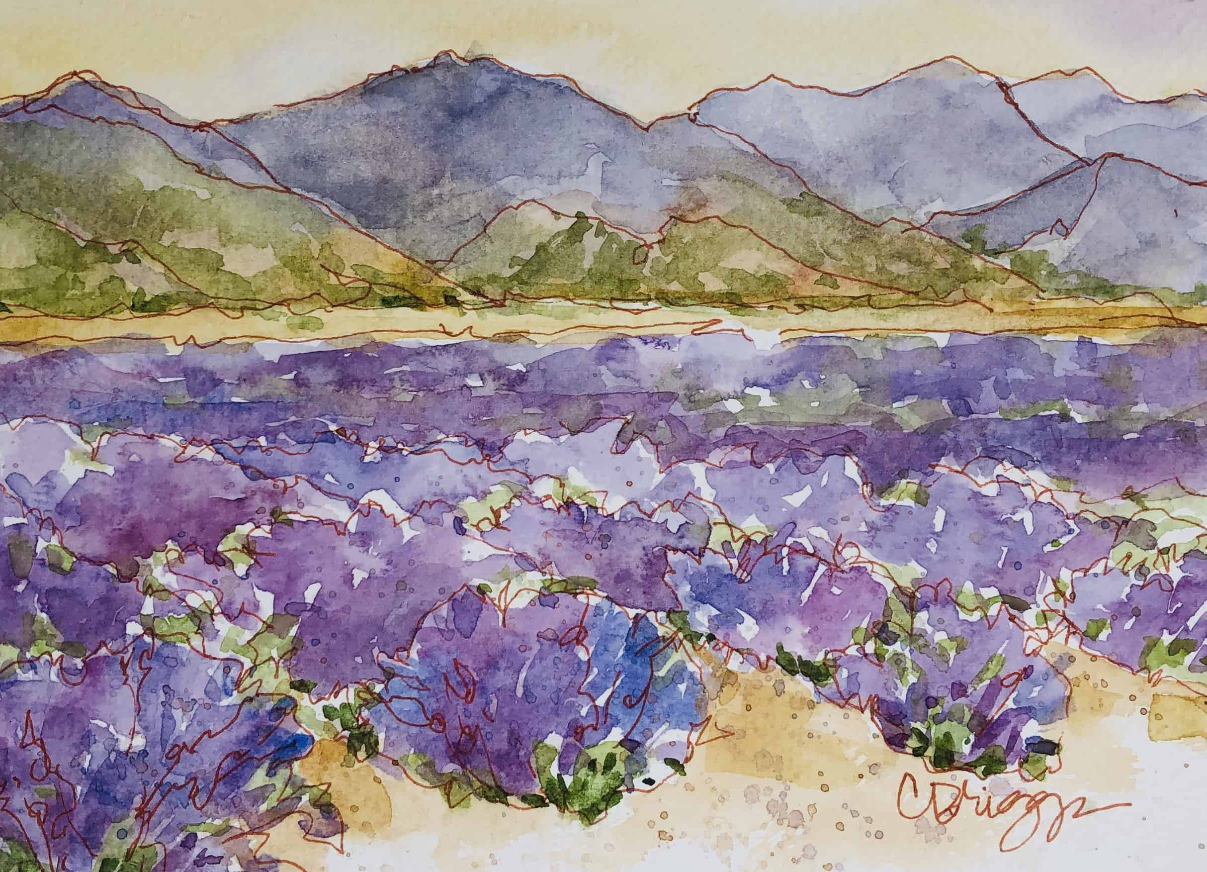 Cindy Lavender Fields Mona Utah