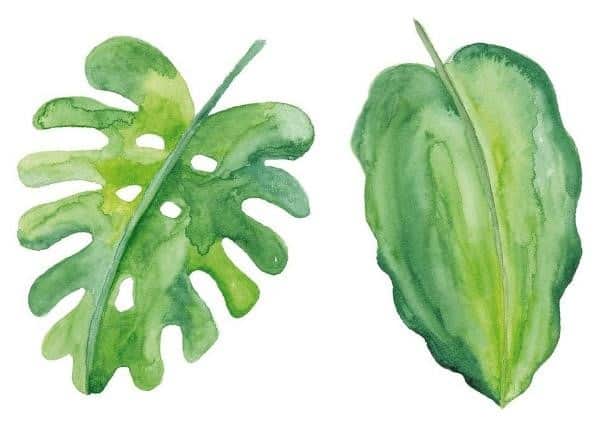leaves