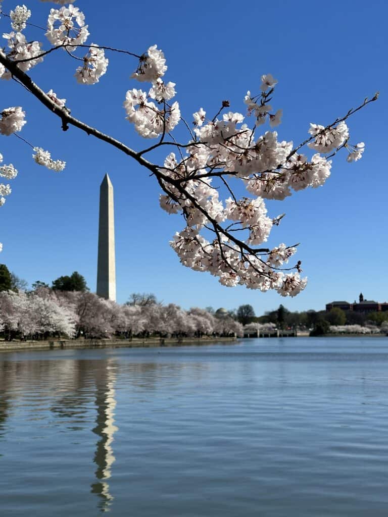 cherry blossoms