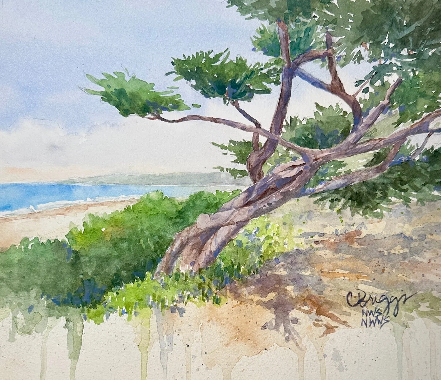 Carmel Beach Cypress 8 x 10 600 plus Mat copy Waterscapes Cindy Briggs Art Watercolor Painting
