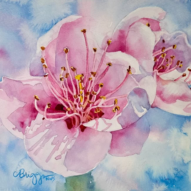 Double Happiness Cherry Blossoms 8x8 Watercolor w Matt 550 Collections Cindy Briggs Art Watercolor Painting
