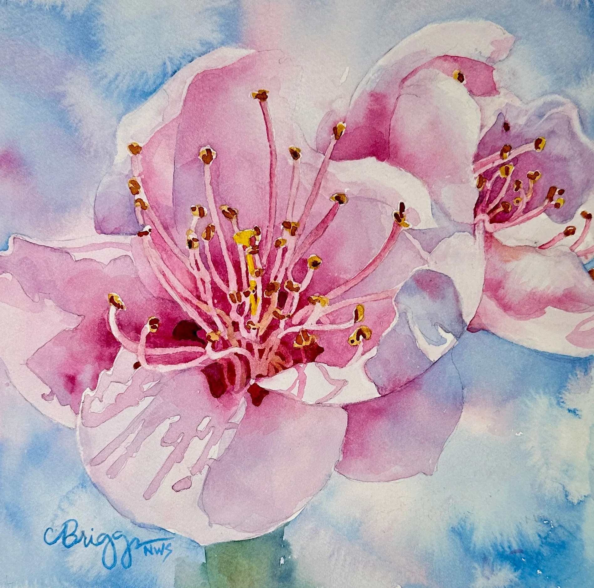 Double Happiness Cherry Blossoms 8x8 Watercolor w Matt 550 Florals Cindy Briggs Art Watercolor Painting