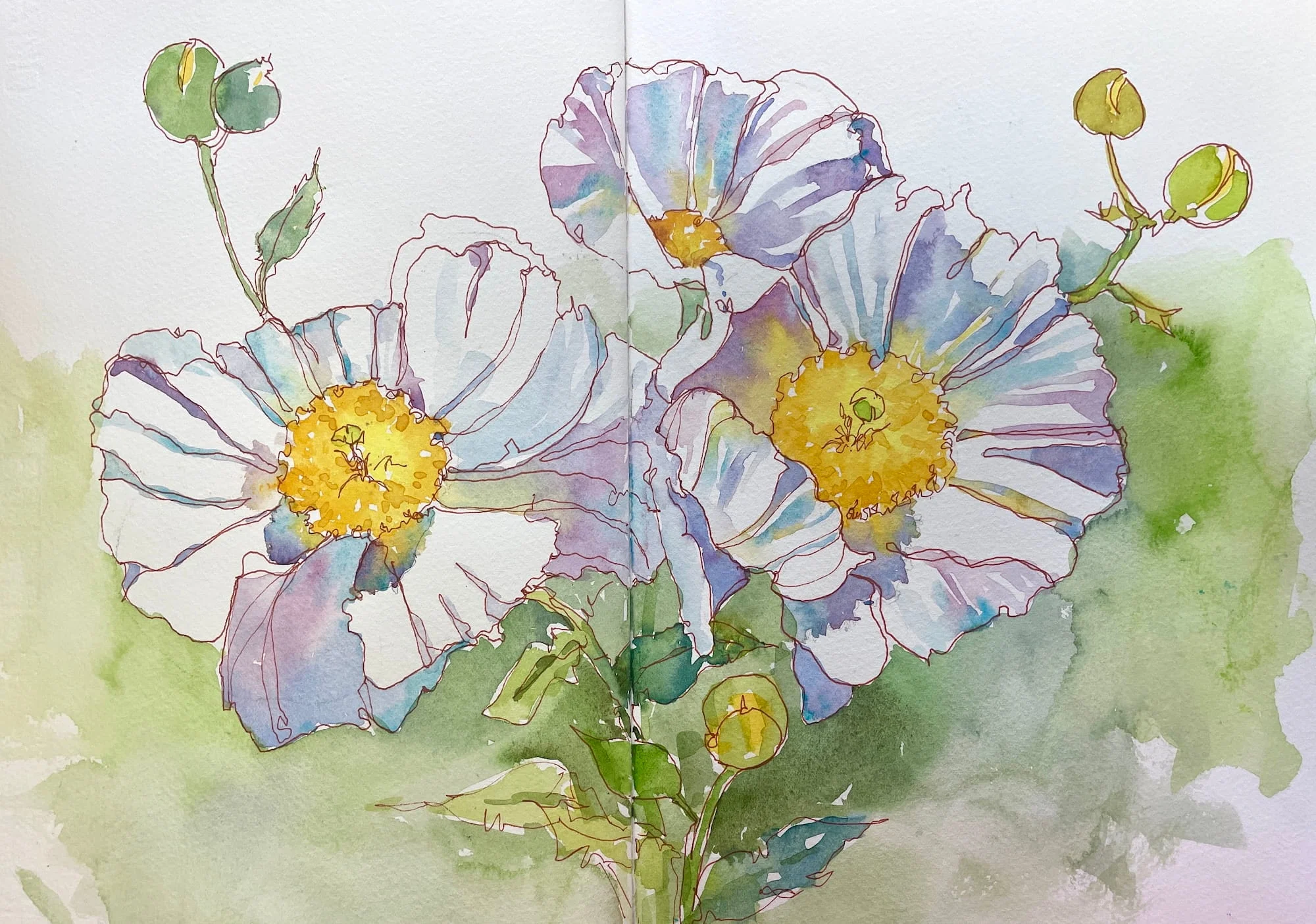 Matilija Poppies Quick Sketch Watercolor Ink Journal 10 x 14 Quick Sketch Cindy Briggs Art Watercolor Painting
