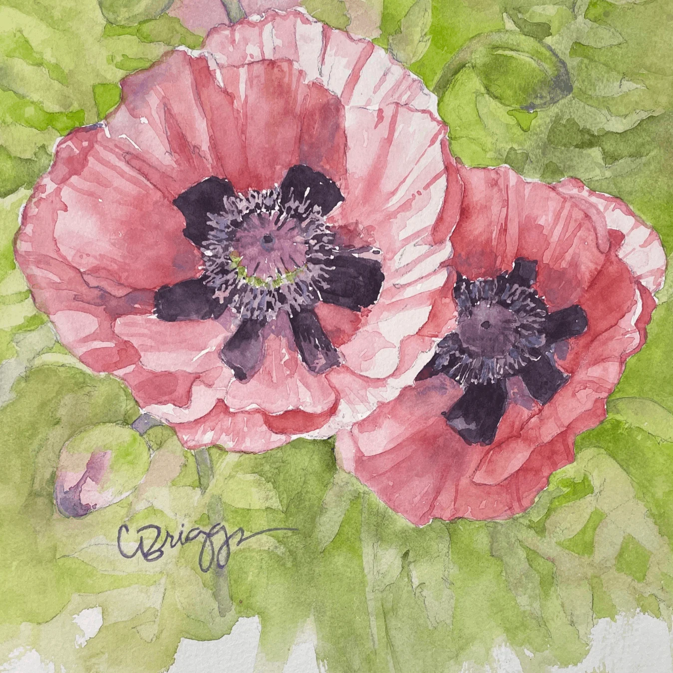 Peach Poppies 8 x 8 Watercolor with Mat 550 Florals Cindy Briggs Art Watercolor Painting