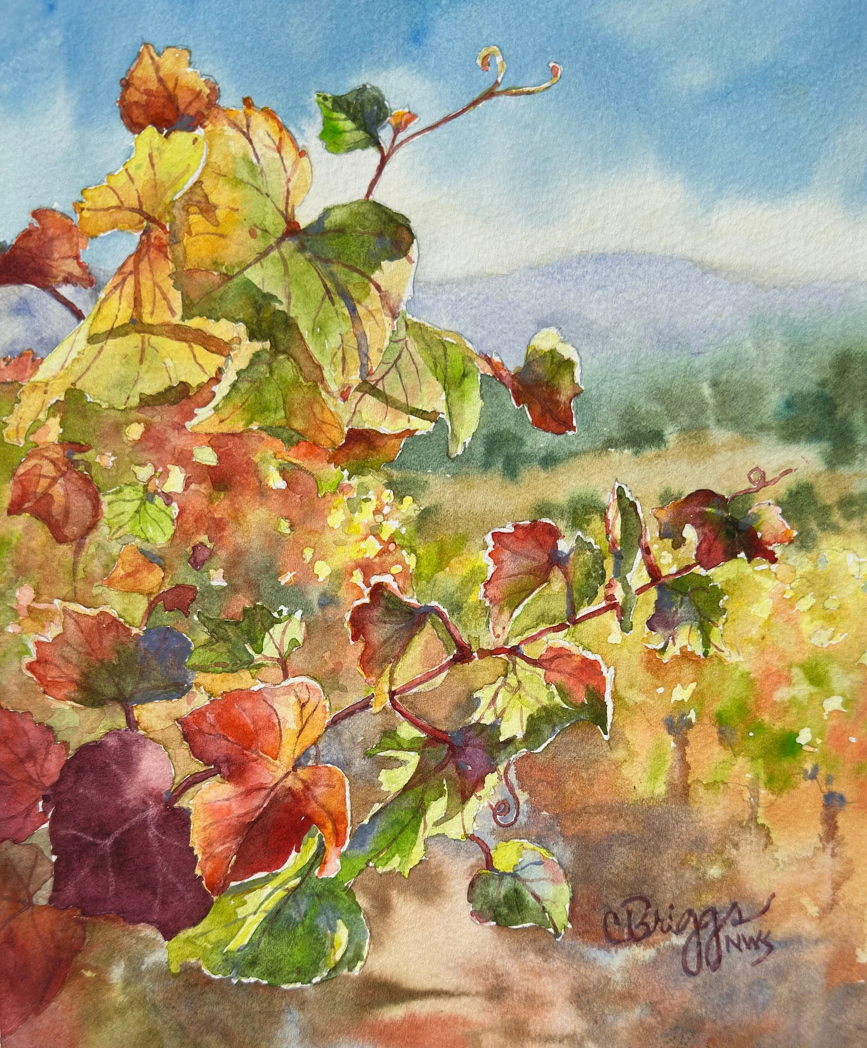 Santa Ynez Vines 10 x 8 Watercolor 800 copy North America Cindy Briggs Art Watercolor Painting